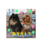ポメラニアンの太助・太愛（個別スタンプ：1）