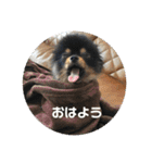 ポメラニアンの太助・太愛（個別スタンプ：3）