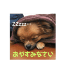 ポメラニアンの太助・太愛（個別スタンプ：4）