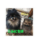 ポメラニアンの太助・太愛（個別スタンプ：5）