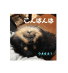 ポメラニアンの太助・太愛（個別スタンプ：6）