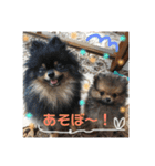 ポメラニアンの太助・太愛（個別スタンプ：13）
