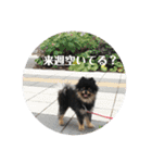 ポメラニアンの太助・太愛（個別スタンプ：17）