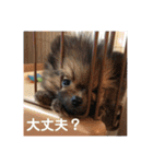 ポメラニアンの太助・太愛（個別スタンプ：24）