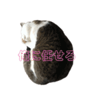 猫のぶっち,3（個別スタンプ：6）