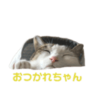 猫のぶっち,3（個別スタンプ：21）