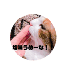 リアル猫スタンプ2（個別スタンプ：1）