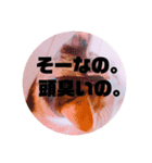 リアル猫スタンプ2（個別スタンプ：6）