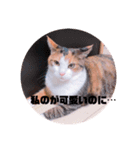 リアル猫スタンプ2（個別スタンプ：7）