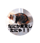 リアル猫スタンプ2（個別スタンプ：8）