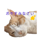 たろまろはく（個別スタンプ：8）