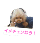 トイプー4わん日常スタンプ（個別スタンプ：4）