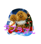 トイプー4わん日常スタンプ（個別スタンプ：5）