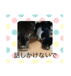 イチとハクの日常スタンプ（個別スタンプ：4）