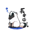 ボドゲ×たぬき×日常（個別スタンプ：5）