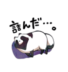 ボドゲ×たぬき×日常（個別スタンプ：37）