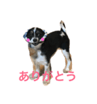 パピチワちゃん❤️（個別スタンプ：3）