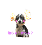 パピチワちゃん❤️（個別スタンプ：8）