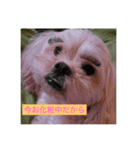 めご（個別スタンプ：1）