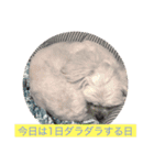 めご（個別スタンプ：6）