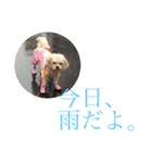 めご（個別スタンプ：15）