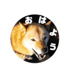 北海道犬 泰三（個別スタンプ：1）