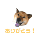 北海道犬 泰三（個別スタンプ：3）