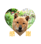 北海道犬 泰三（個別スタンプ：4）