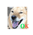 北海道犬 泰三（個別スタンプ：5）