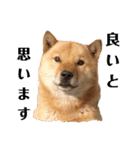 北海道犬 泰三（個別スタンプ：6）