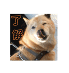 北海道犬 泰三（個別スタンプ：7）