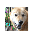 北海道犬 泰三（個別スタンプ：8）