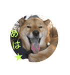 北海道犬 泰三（個別スタンプ：9）