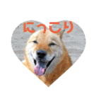 北海道犬 泰三（個別スタンプ：10）