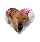 北海道犬 泰三（個別スタンプ：11）