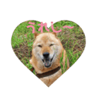 北海道犬 泰三（個別スタンプ：13）