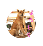 北海道犬 泰三（個別スタンプ：14）