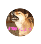 北海道犬 泰三（個別スタンプ：15）