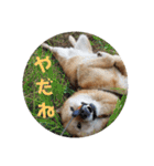 北海道犬 泰三（個別スタンプ：16）