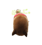 北海道犬 泰三（個別スタンプ：17）