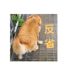 北海道犬 泰三（個別スタンプ：18）