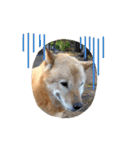 北海道犬 泰三（個別スタンプ：19）