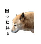 北海道犬 泰三（個別スタンプ：20）
