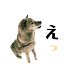 北海道犬 泰三（個別スタンプ：21）