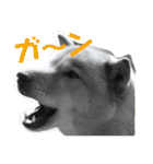 北海道犬 泰三（個別スタンプ：22）