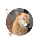 北海道犬 泰三（個別スタンプ：23）