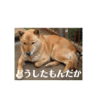 北海道犬 泰三（個別スタンプ：24）