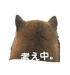 北海道犬 泰三（個別スタンプ：25）
