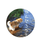 北海道犬 泰三（個別スタンプ：27）