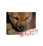 北海道犬 泰三（個別スタンプ：29）